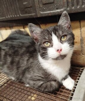 Britské krátkosrsté kočky bez průkazu původu