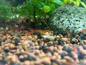 Sladkovodní krevetky – barevný mix Neocaridina (Černošice)