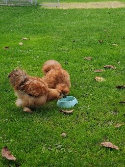 Kohouti hedvábnický