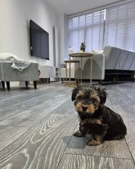 Jorkšírský teriér