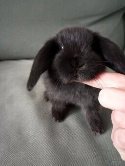 Zakrslý beránek králíček