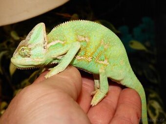 Chameleon jemenský