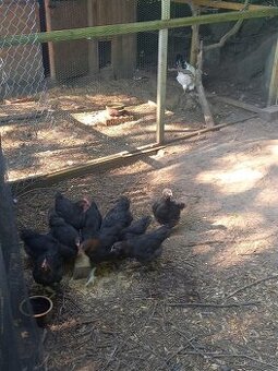 Marans kohouti