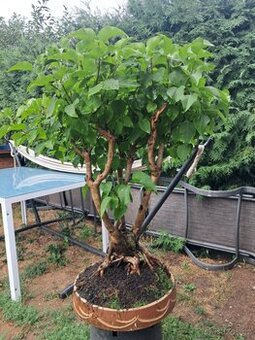 Bonsaj bonsai Japonsky Šeřík