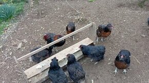 Kuřata Araukana