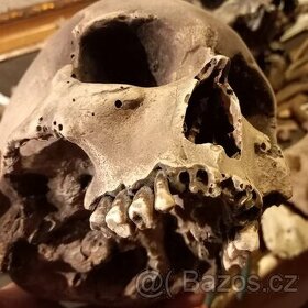 Replika lidské lebky human skull replica
