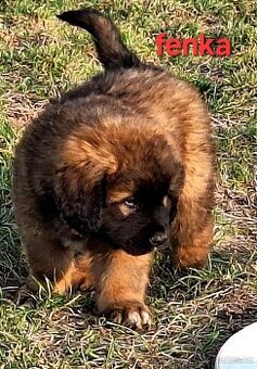 Leonberger
