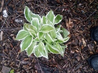 Bohyška ( hosta)