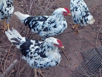 Vlaška exchequer, leghorn a bregovská dzinka