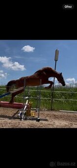 Pony B klisna