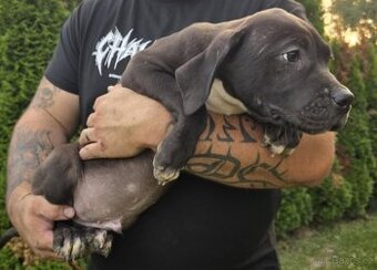 American bully xl
