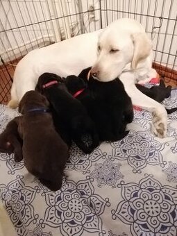 Labradorský retriever - štěňátka