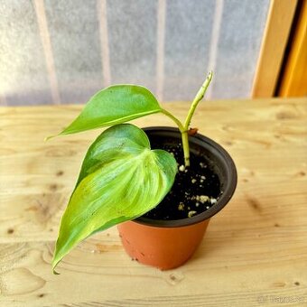 Philodendron scandens Brasil