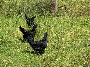 Nasadova vejce Ayam Cemani