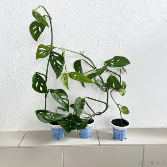 Monstera adansonii