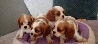 Kavalir,cavalir king charles spaniel - 1