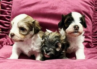 Havanský psík s PP     FCI