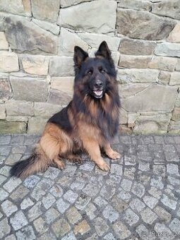 Německý ovčák dlouhosrstý -krytí