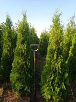 Tuje, Thuja,Thuje, tůje (Thuja occ. Smaragd) - 1