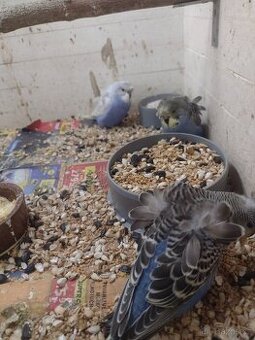 Helikoptéry andulky