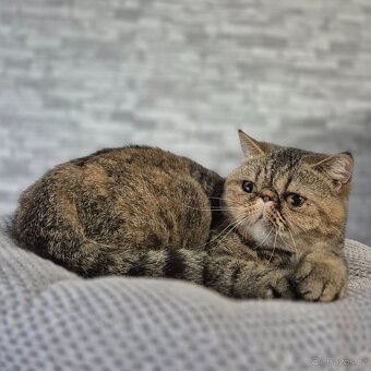 Exotická kočička s Pp