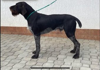 Německý drátosrstý ohař