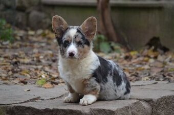 WELSH CORGI CARDIGAN