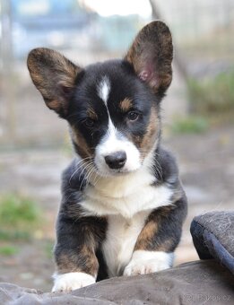 WELSH CORGI CARDIGAN