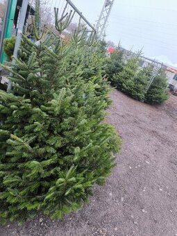 Vánoční stromečky