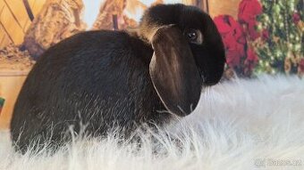 Zakrslý králík/ beránek vydří černá