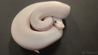 Krajta královská BEL