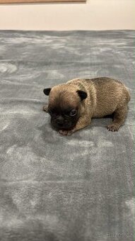 Francouzský buldoček  k rezervaci