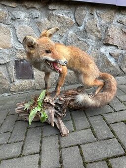 Liška - preparace, vycpanina