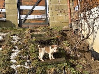 Štěně Border kolie/Malinsky ovčák odběr od 27.2