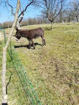 Osel,Oslice a Oslátko
