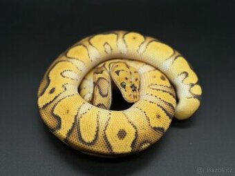 Krajta královská cypress pastel clown