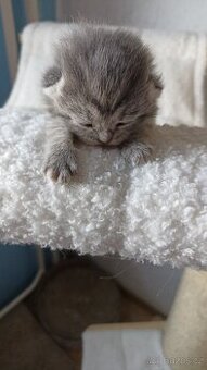 Britská  kočička whiskas s PP