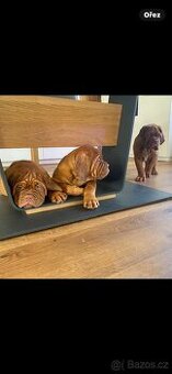 Bordeauxska doga s PP