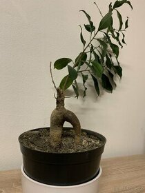 fikus bonsai