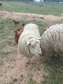 Beran TEXEL