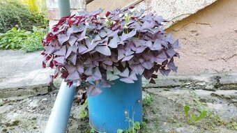 Oxalis triangularis, šťavel