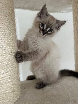 Ragdoll koťátka