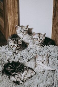 Britská koťata- whiskas