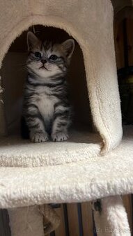Britská koťata- whiskas