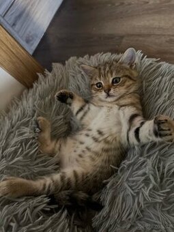 Britská koťata- whiskas