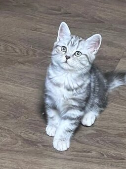 Britská koťata- whiskas