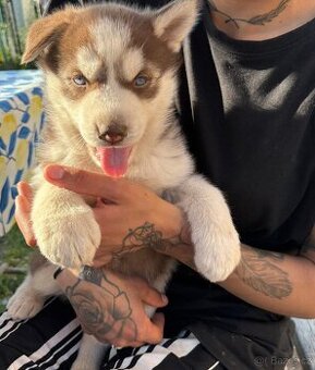 Sibiřský Husky bez PP