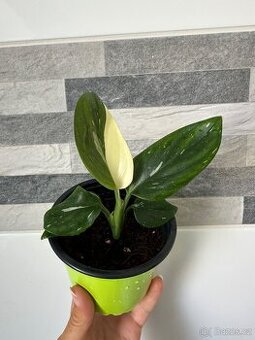 Monstera standleyana,,COBRA''