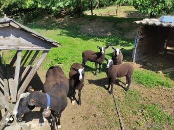 Na prodej: 2 beránky plemene Zwartbles