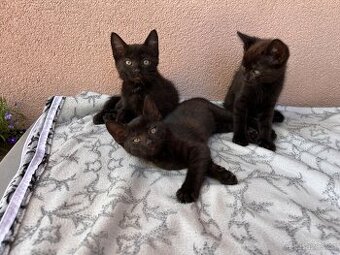 Darujeme koťátka - Tři bratři 🐈 (i jednotlivě)